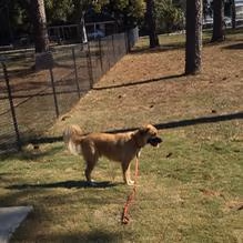 Dog Park at Public Safety Memorial Park
